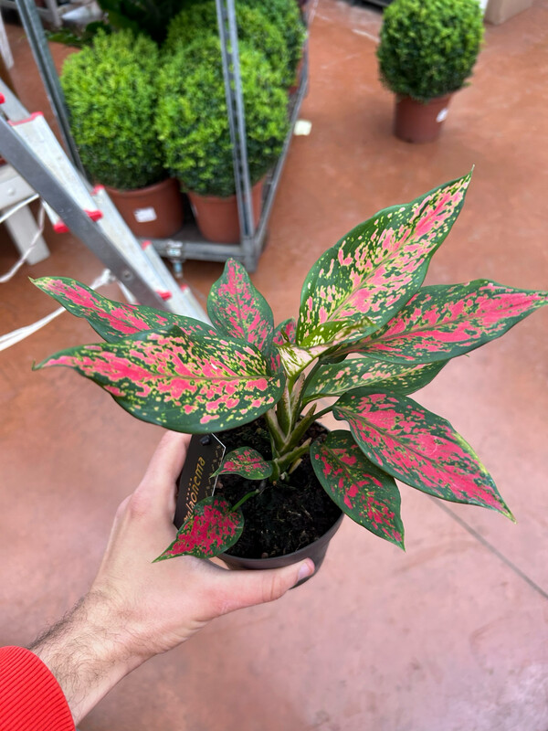 Aglaonema Strawberry Baby - vaso Ø12 cm