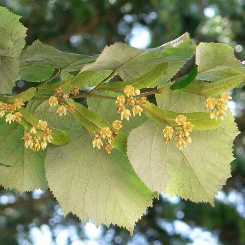 Tilia tormentosa, Tiglio Nostrano, Tiglio tomentoso - vaso 26 h200 cm