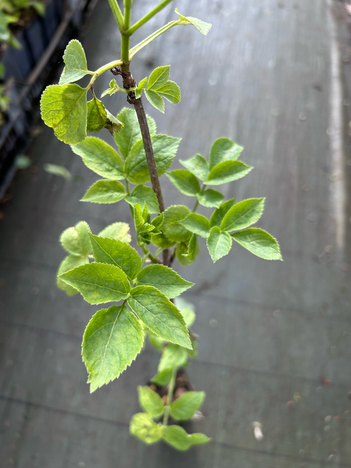 Sambucus Nigra, Sambuco - vaso Ø10 cm