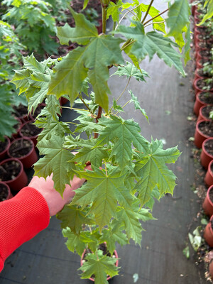 Acer platanoides, Acero Riccio - vaso Ø 18cm H 130/160cm