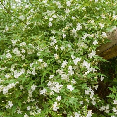 Jasminum officinale, Gelsomino comune - vaso Ø18 cm