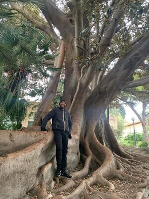 Ficus Australis, Ficus di Port Jackson, Fico australiano - vaso Ø28 cm circ 8-10