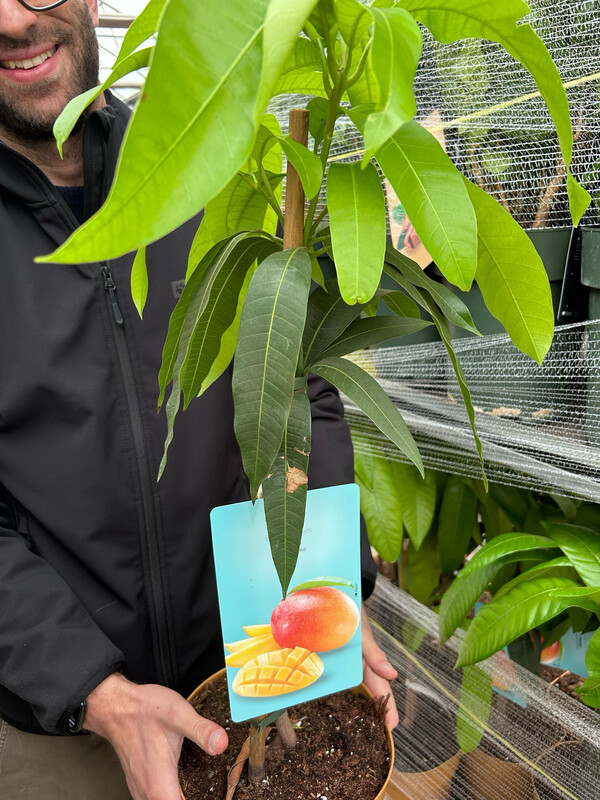 Mango Keitt , Mangifera indica &quot; Keitt &quot; - Mango Tardivo - vaso Ø23 cm