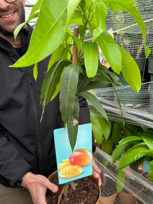 Mango Keitt , Mangifera indica &quot; Keitt &quot; - Mango Tardivo - vaso Ø23 cm
