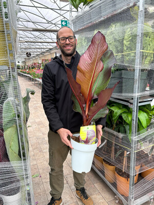 Ensete Ventricosum ‘Maurelii’, Banano Rosso - vaso Ø 23cm - h 70-100 cm