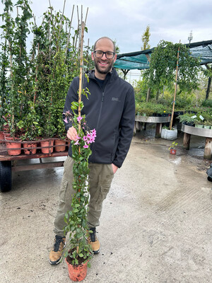 Pandorea jasminoides - vaso Ø20 cm