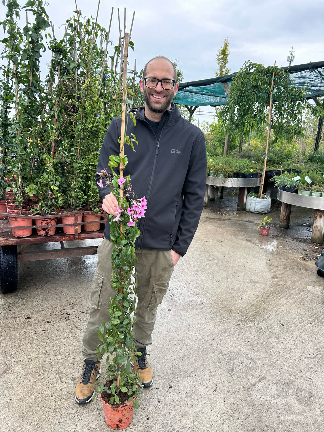 Pandorea jasminoides - vaso Ø20 cm