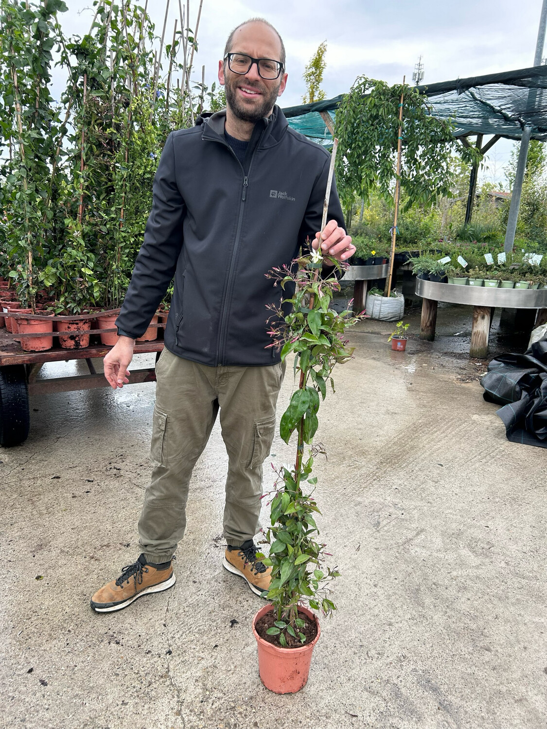 Jasminum nitidum &quot;Diamella&quot;, Gelsomino delle Indie - vaso Ø 20cm