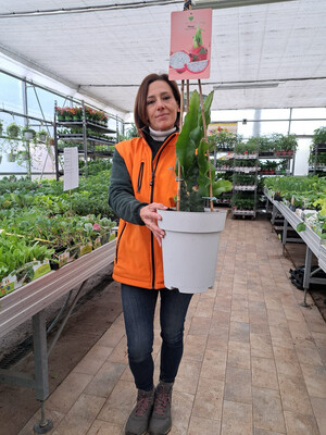 Pitaya, Pitaia, Hylocereus undatus, Frutto del drago, buccia rossa polpa bianca - vaso Ø23 cm