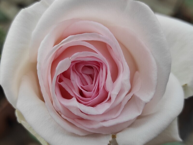 Rosa Rose, Grandi Fiori, Meilland Prince Jardinier ® - Vaso 22