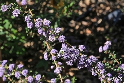 Ceanothus 'Blue Jeans' - vaso Ø17 cm Ceanothus 'Blue Jeans' - vaso Ø17 cm