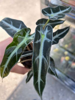 Alocasia Bambino Arrow - Alocasia sanderiana - vaso 9