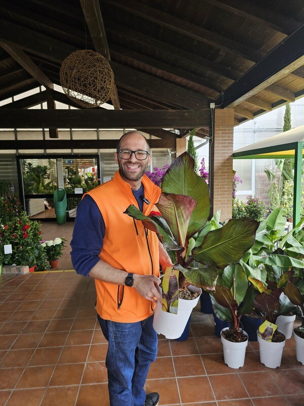 Banano Rosso, Ensete Ventricosum ‘Maurelii’ - vaso Ø23 cm, h 70 cm
