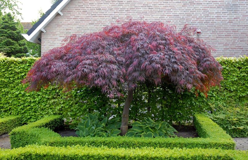 Acer palmatum &#39;Garnet&#39;, Acero giapponese Garnet - vaso Ø23 cm