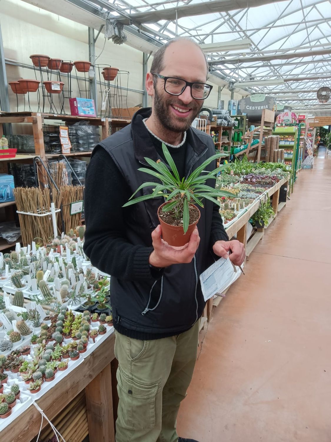 Pachypodium lamereii - Palma del Madagascar - v10