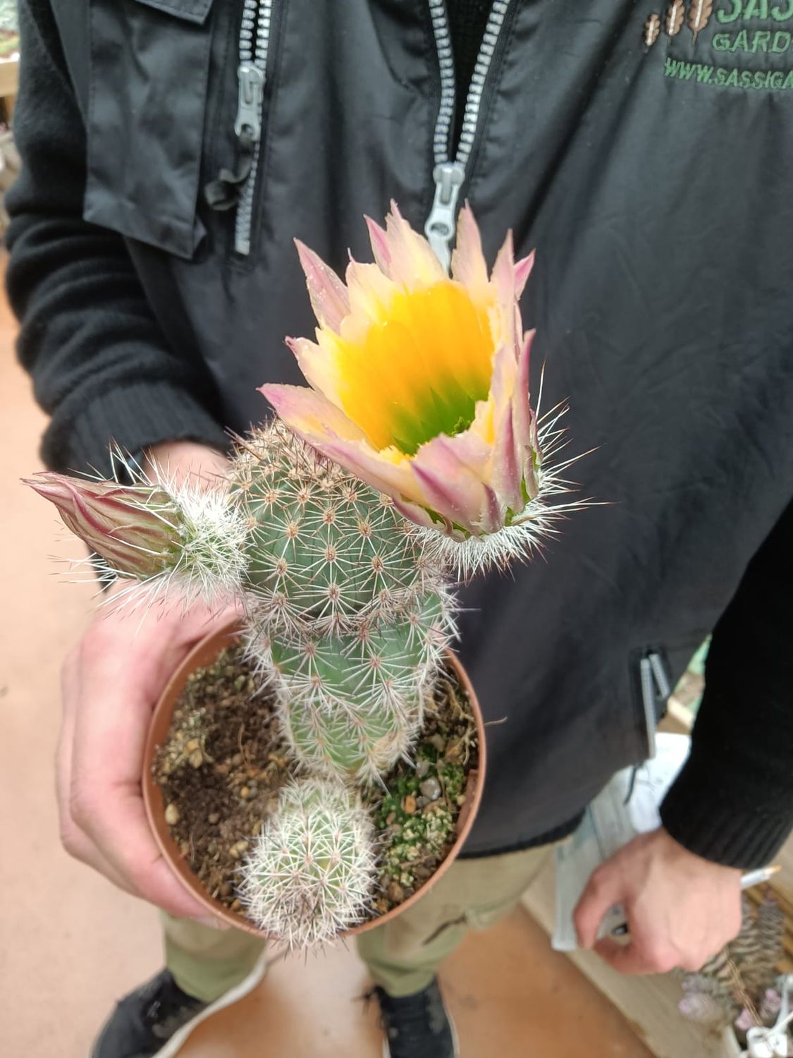 Echinocereus davisii - vaso Ø10cm