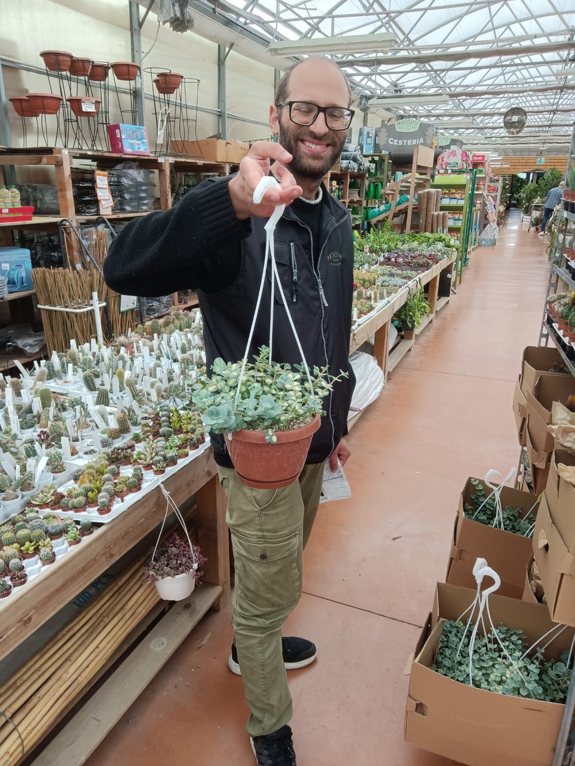 Erba Teresina, Sedum Sieboldii Mediovariegata - vaso  Ø19 cm ( APPENA VEGETATA )