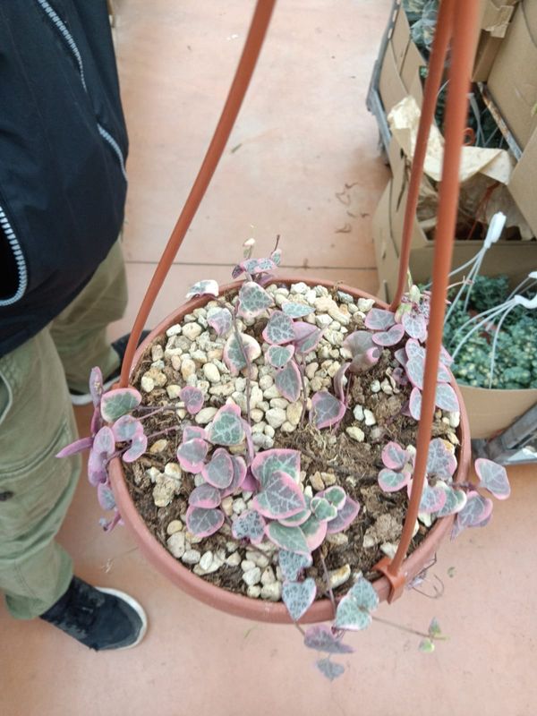 Ceropegia Woodii variegata, Collana di Cuori, String of Hearts, Collana d&#39;Amore - basket Ø14 cm