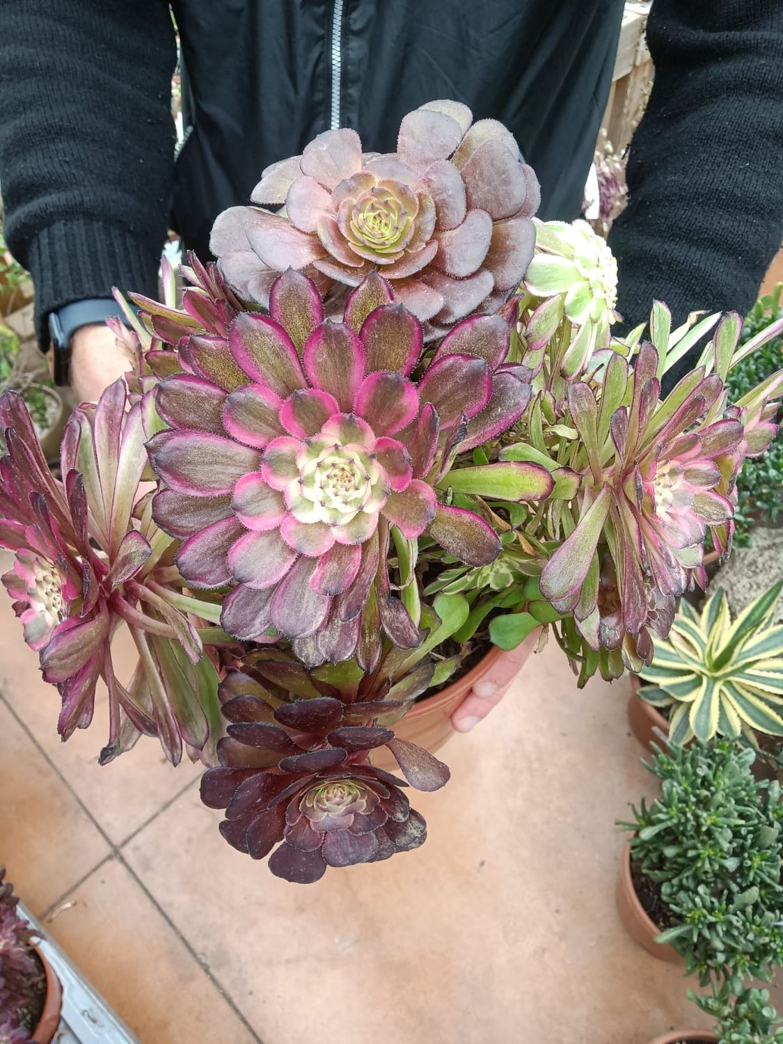 Aeonium Mardi Gras - vaso Ø17 cm
