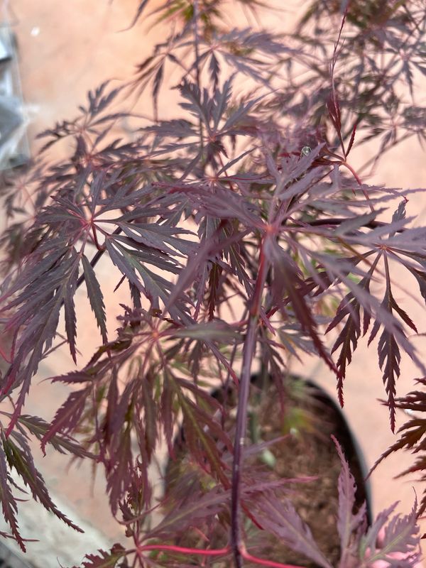 Acer palmatum 'Garnet', Acero giapponese Garnet - vaso Ø23 cm