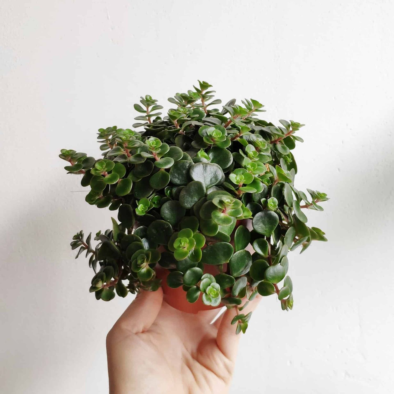 Sedum makinoi &#39;Kosmosje Tornado&#39; - vaso Ø12 cm