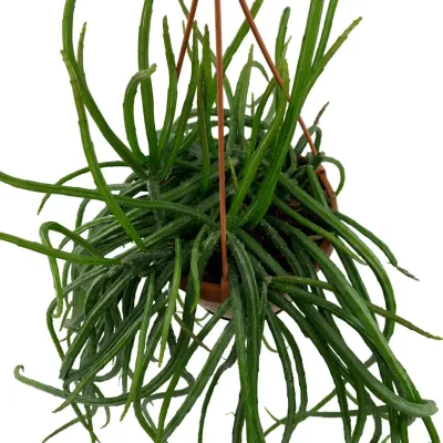 Rhipsalis Selenicereus Wercklei - vaso Ø21 cm
