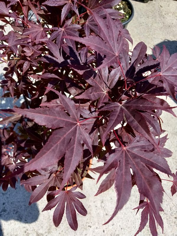 Acer palmatum 'Fire Glow', Acero Giapponese Rosso Palmato 'Bagliore di Fuoco' - vaso 5LT H50