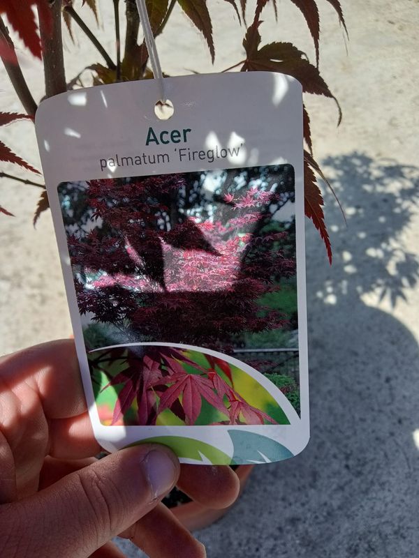 Acer palmatum &#39;Fire Glow&#39;, Acero Giapponese Rosso Palmato &#39;Bagliore di Fuoco&#39; - vaso 5LT H50