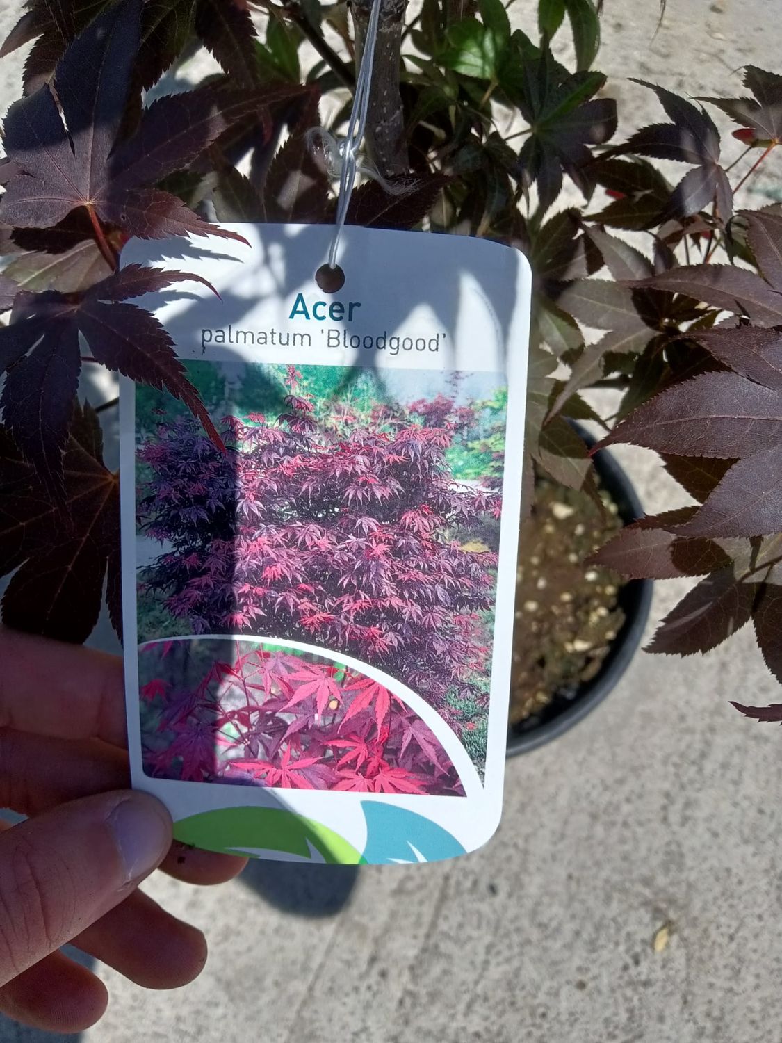 Acero Rosso Giapponese Bloodgood - Pianta In Vaso ø22 Cm H. 140-170 Cm - Vivaio Castelletto - Foto 7