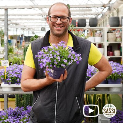 Campanula Portenschlagiana o muralis, Campanula delle rocce - vaso Ø10 cm