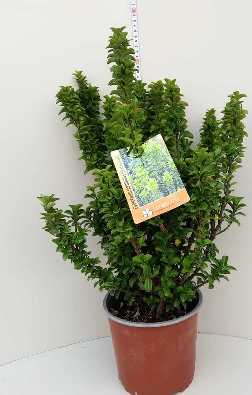 Evonimo, Euonymus, Benkomasaki - vaso Ø18 cm