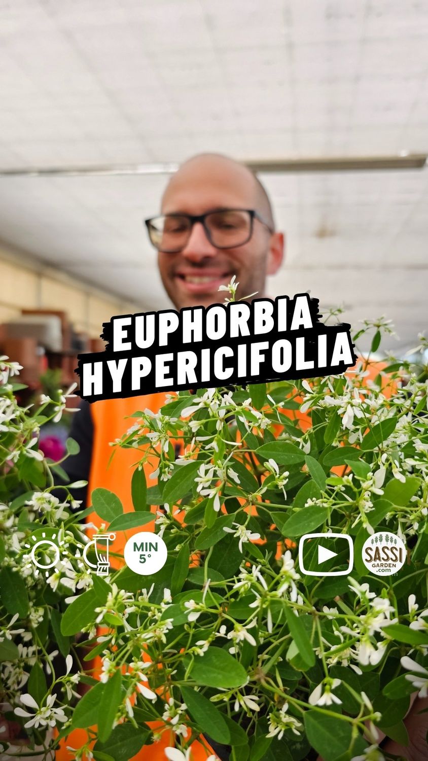 Euphorbia hypericifolia &#39;Diamond Frost&#39;, Silver Fog - vaso Ø14 cm