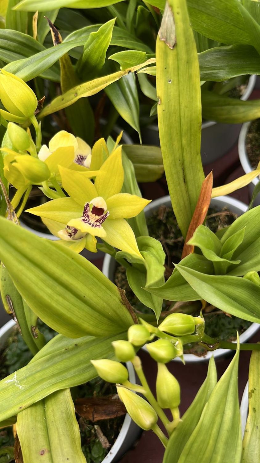 Promadisanthus hibiki, Orchidea Hibeki - vaso Ø9 cm