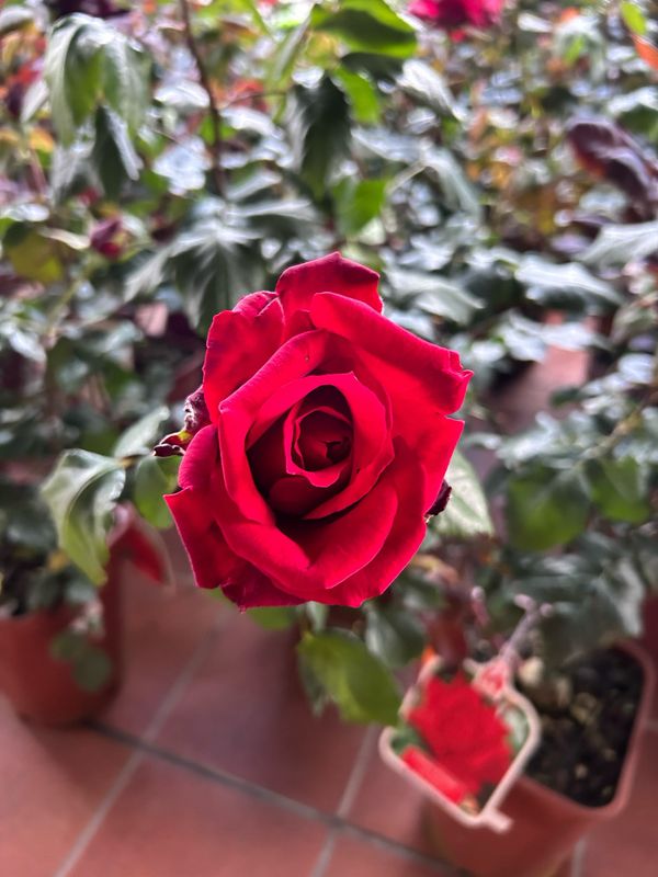 Rosa Rose, Grandi Fiori, Sandro Pertini® - vaso Ø20 cm