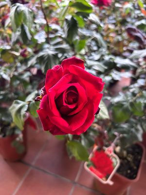 Rosa Rose, Grandi Fiori, Sandro Pertini® - vaso Ø22 cm Rosa Rose, Grandi Fiori, Sandro Pertini® - vaso Ø22 cm