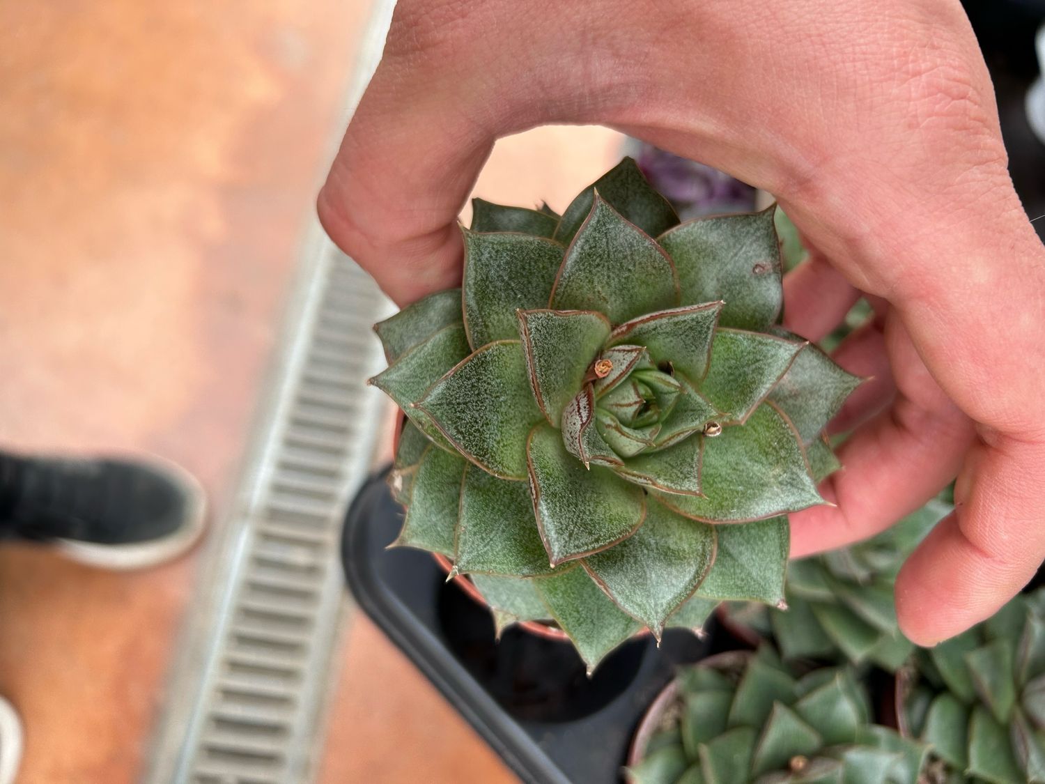 Echeveria purpusorum - vaso Ø9 cm