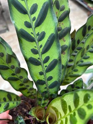 Calathea lancifolia - vaso Ø17 Calathea lancifolia - vaso Ø17