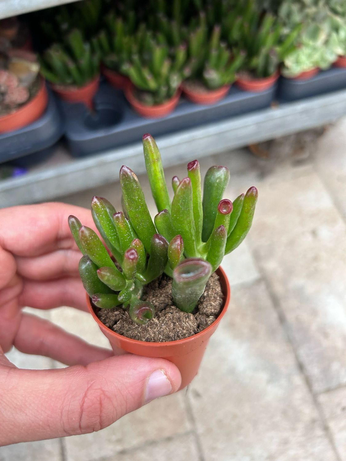 Crassula ovata &#39;Hobbit&#39;, Albero di Giada - vaso  Ø5.5 cm