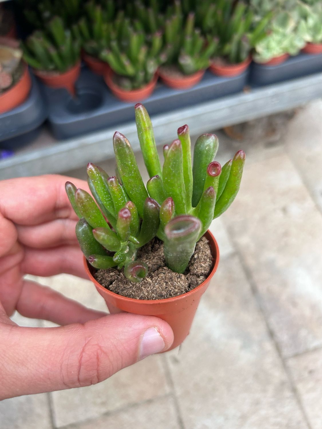 POWERS TO FLOWERS - Crassula Ovata Hobbit (Albero Di Giada) In Vaso Ceramica Bianco - Pianta Vera + Omaggio