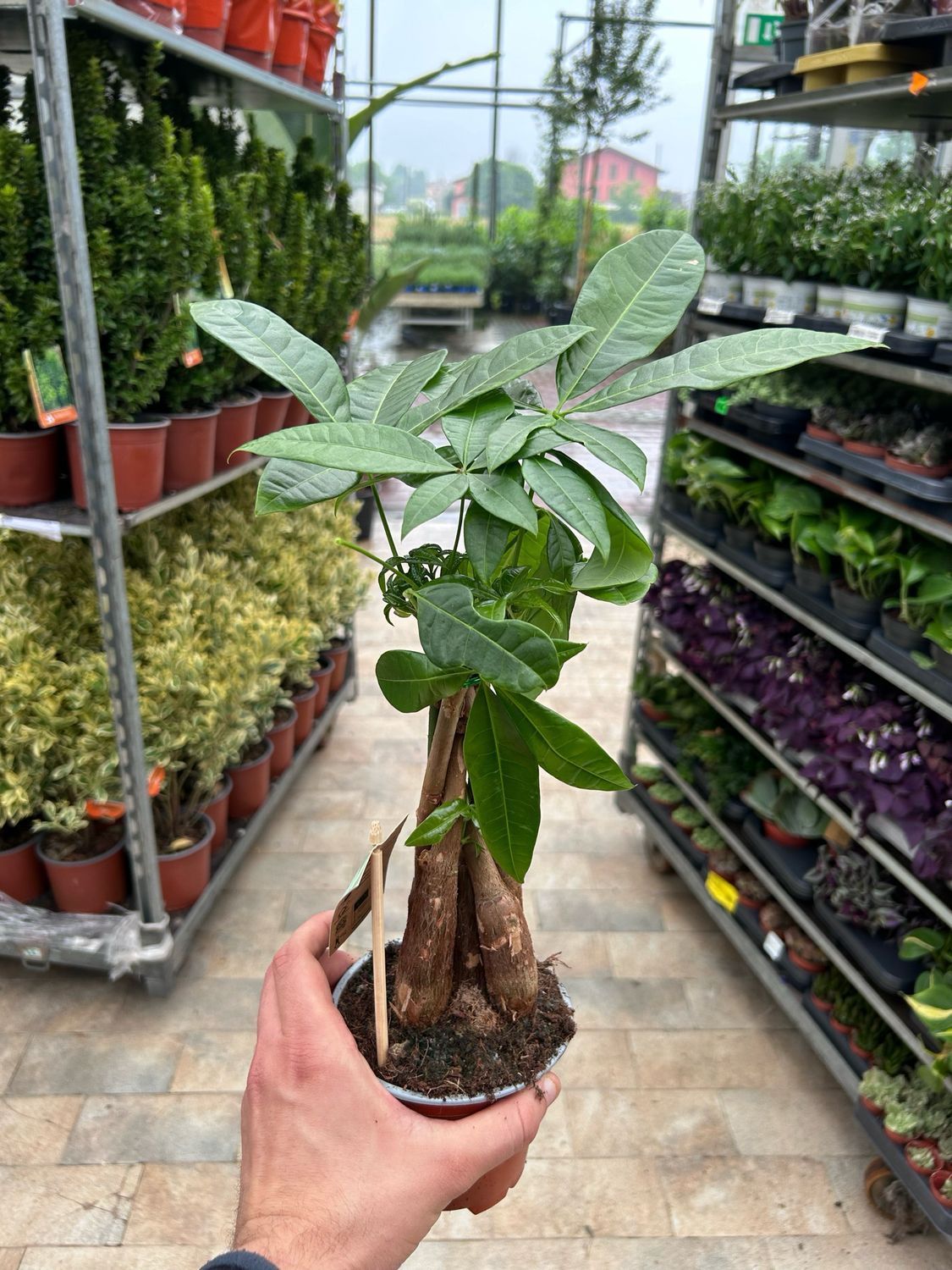 Pachira Acquatica - vaso Ø12 cm
