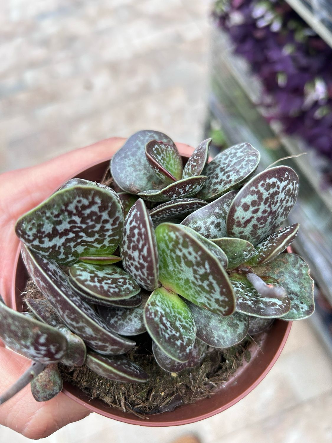 Adromischus Maculatus, Pianta grassa Calanco Maculato -  vaso Ø8,5 cm