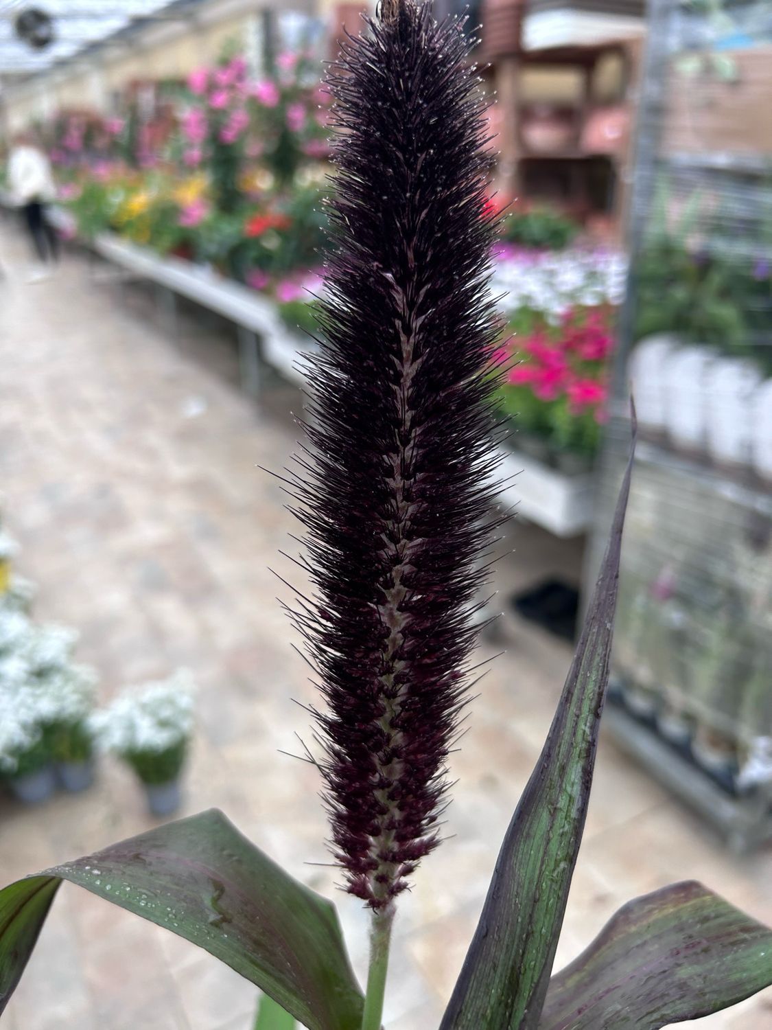 Pennisetum glaucum &quot;Purple Baron&quot; vaso 17