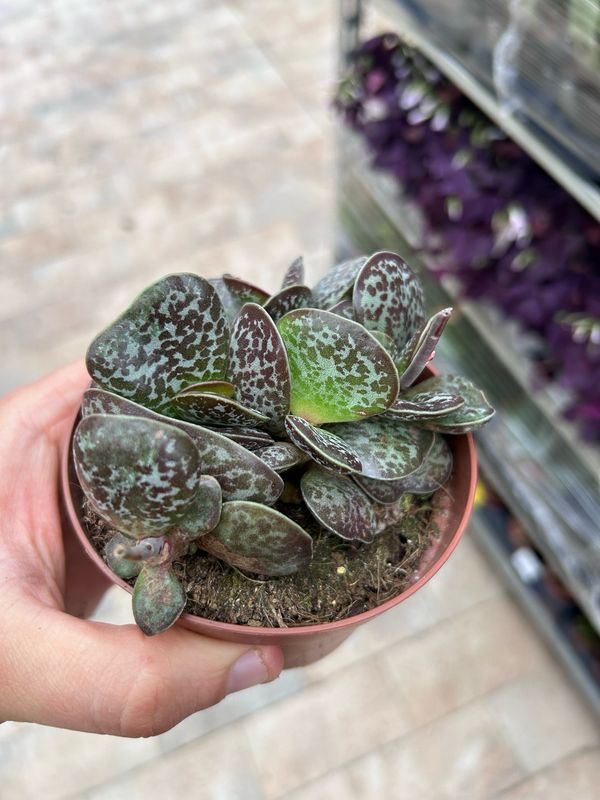 Adromischus Maculatus, Pianta grassa Calanco Maculato -  vaso Ø8,5 cm