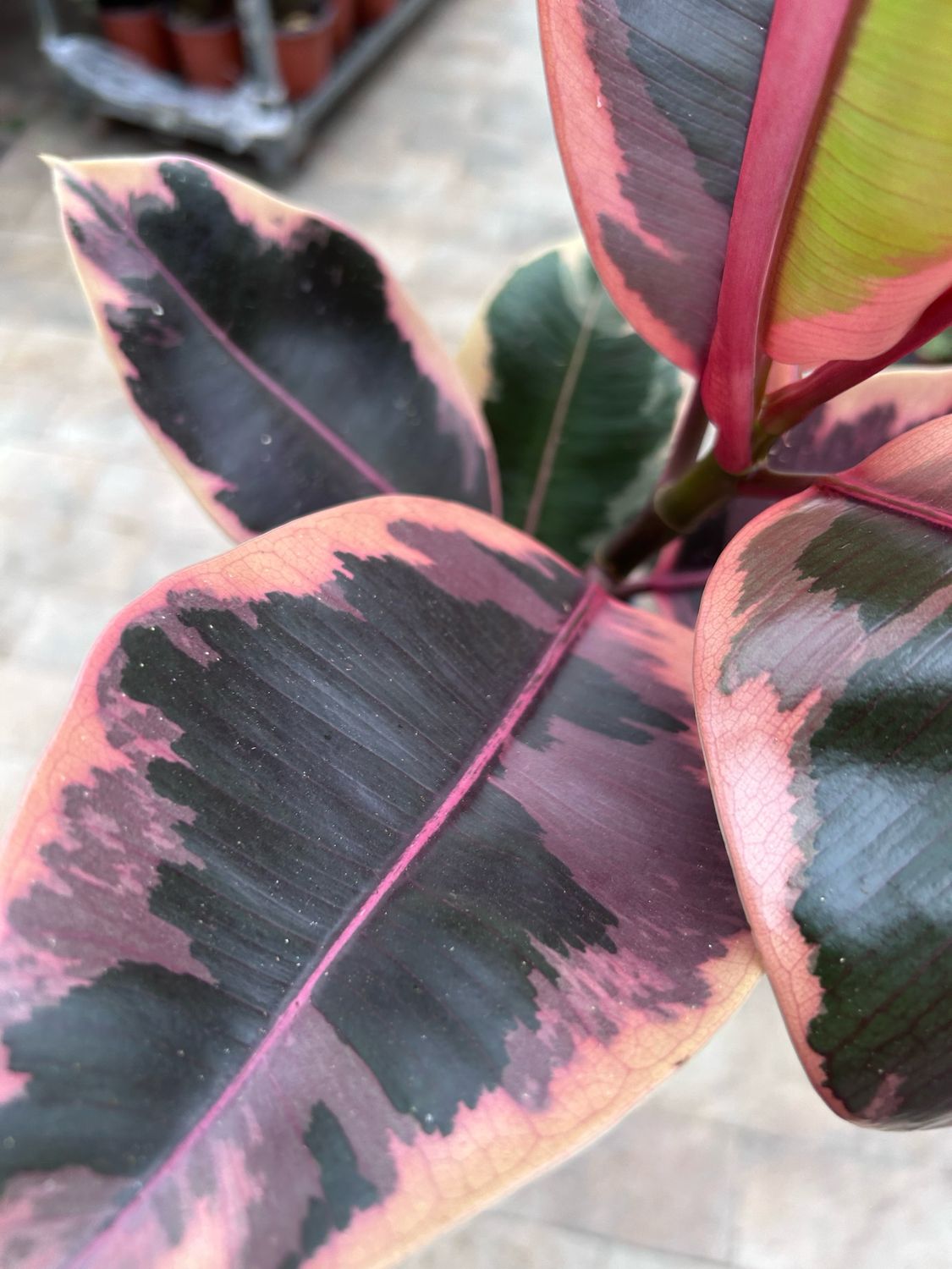 Ficus elastica &#39;Belize&#39; - vaso Ø17 cm
