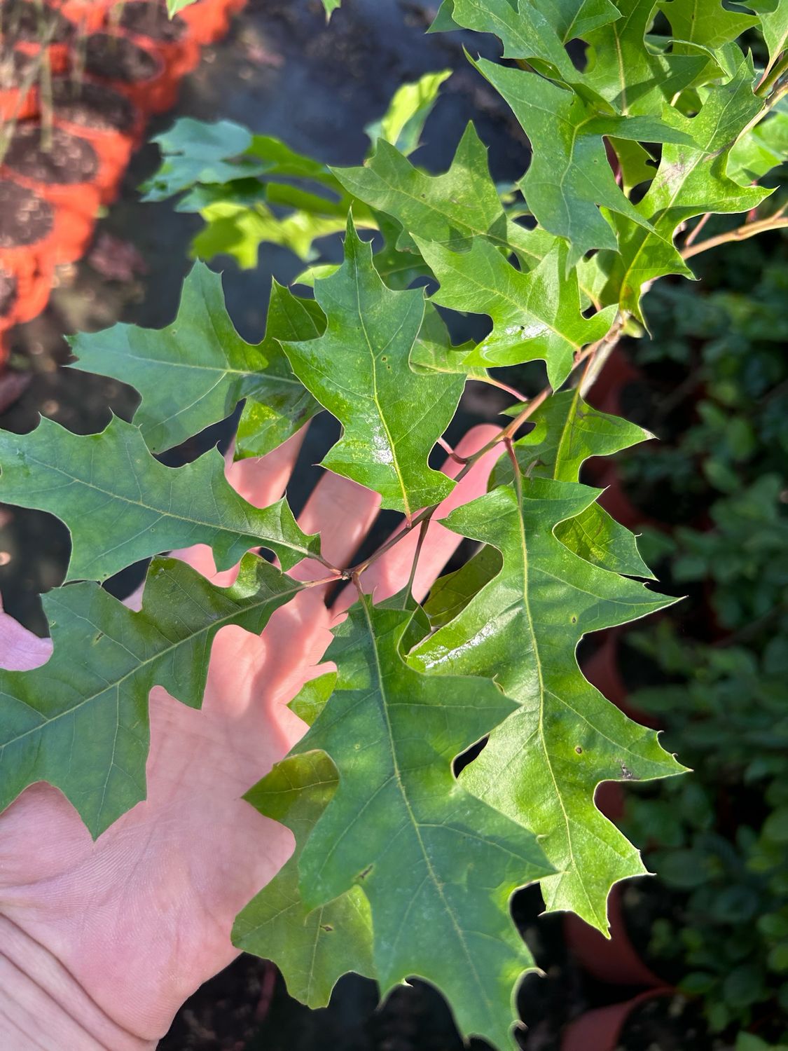 Quercus texana, Quercia del Texas - vaso Ø24 cm