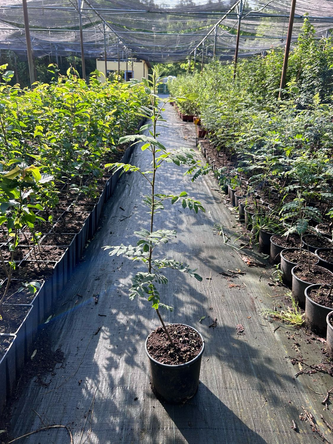 Albero Di Sorbo Domestico Garden Forest - Pianta Da Frutto Resistente E Longeva - Foto 11