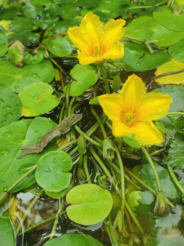 Limnantemio - Nymphoides peltata - vaso 12