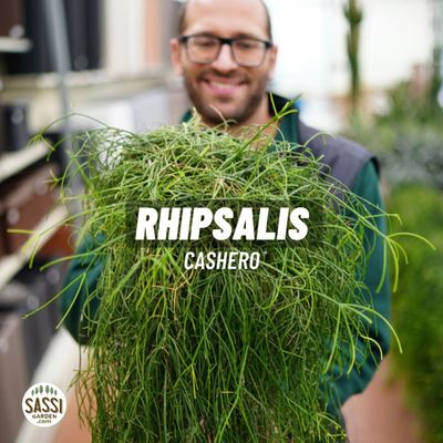 Rhipsalis cashero - vaso Ø12 cm
