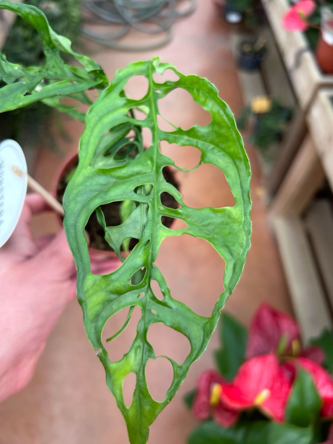 Monstera obliqua Peru - vaso Ø12 cm