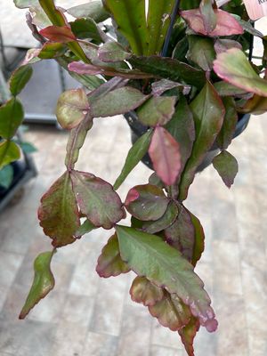 Rhipsalis elliptica - vaso Ø14 cm